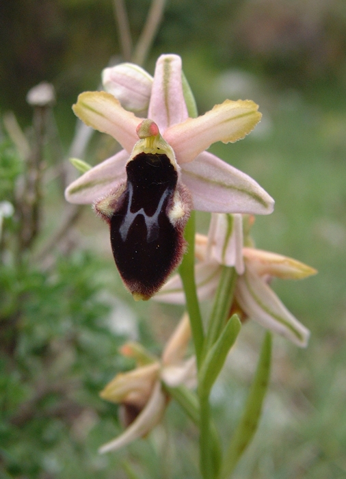 Ophrys promontorii